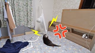 可愛いだけがカワウソじゃない！極悪カワウソのビンゴ参上！Otter Bingo: Human, no touching my clothes!