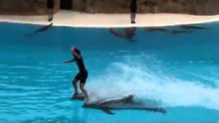 trained dolphins at their best