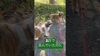 バテバテな愛犬達のお散歩#Shorts＃トイプードル＃シーズー#チョコ ＃レオン＃お散歩