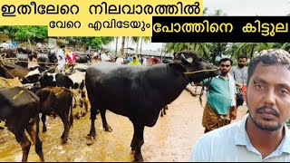 Manjeri buffalo market || ഇതീലേറെ നിലവാരത്തിൽ വേറെ എവിടേയും പോത്തിനെ കിട്ടൂല