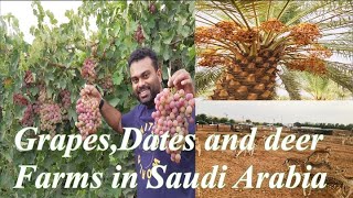 Grapes,Dates & Deer farms I Buraidah,Al Qassim,Saudi Arabia | Agriculture farms in Saudi Arabia|