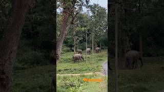 Wayanad vibes #shorts #shortsfeed #youtubeshorts #viralshorts #travel