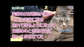 実家の父は動物大嫌いそんな実家に猫を連れて帰るようになって三回めのとき猫が父に激しく爪を立てた・・・【猫のほのぼの話】