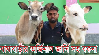 বাঘাবাড়ীর অর্জিনাল প্রেগন্যান্ট জার্সি বকনা ও পিওর হলেষ্টিয়ান ফ্রিজিয়ান জাতের সব \