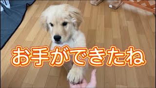 Hand ✋ practice is getting better 😄 Golden retriever puppy Belle growing little by little