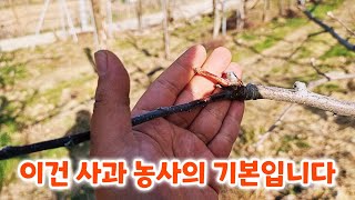 (이웃 농장) 부란병이...이렇게 많은 과수원 처음 봅니다