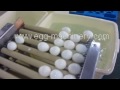 Hard boiled white egg process machine, how to remove egg shell