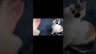 ぬいぐるみに爪が引っかかって驚いた三毛猫　A calico cat that was surprised when its claws got caught in a stuffed animal