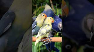 African love birds available | Uzhavan birds farm tirupur | 9629369369 #africanbirds