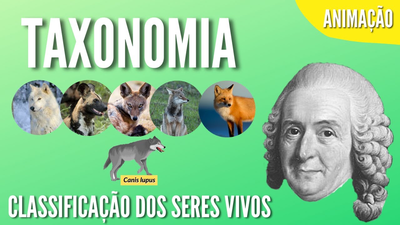 TAXONOMIA | CLASSIFICAÇÃO DOS SERES VIVOS | Animação - YouTube