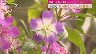 開花して色あいが変化　リトルエンジェルが満開（静岡・下田市）