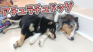 💕アチュラチュ💕な柴犬とシェルティ💑 【ひみつきちなう！③】2019年5月21日