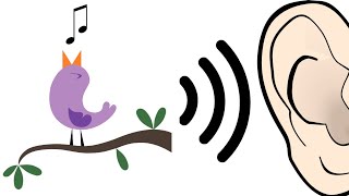 Bird singing in the tree 🔊 | Bird sound effects | sound effects