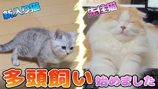 生後2ヶ月の子猫をお迎えしました