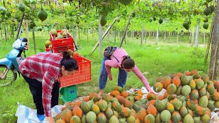 Harvesting Gac Fruit and Sowing Vegetable Seeds — A Young Girl Left the City for the Forest