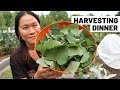 HARVEST AND COOK dinner with me! Sweet potato leaves, spicy smashed cucumbers, zucchini fritters