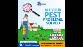 All Your Pest Problems Solved – Effective Pest Control Solutions