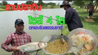 ลาบปลาจีนไซส์4โล ปลาตกเองธรรมชาติแซ่บๆ กับแกล้งยามแลงอีกแล้วครับ #ครัวลิ้นกล่าน#