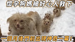 懷孕狗媽被抛棄在雪地，好心人救下狗媽，一個月后門前出現神奇的現象！