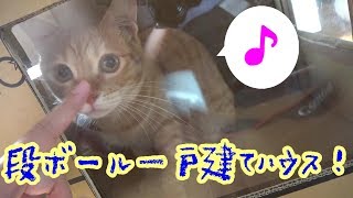 段ボールハウスに興味津々な猫たち。