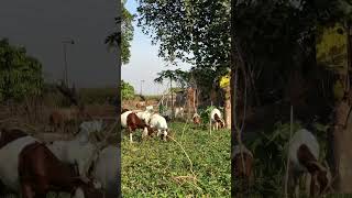 อาชีพสร้างรายได้ เลี้ยงแพะ ปล่อยแพะออกหากิน #farmer #farming #goat #แพะ #เกษตรผสมผสาน #เลี้ยงแพะ