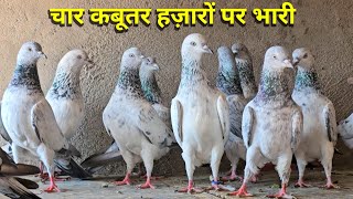 Four pigeons are heavier than thousands | 4 Pigeons are heavier than thousands | Brown Bajre Pige...