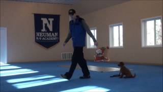 Jack (Mini Goldendoodle) Puppy Boot Camp Training Video