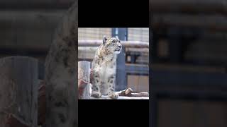 ユキヒョウ（アクバル）の大きな鳴き声と小さな鳴き声~ Snow leopard's loud and small calls~  #shorts