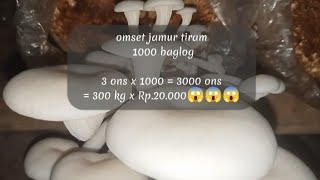 berapa sih omset budidaya jamur tiram 1000 baglog? ini penjelasan dari saya!!!