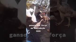 GANSOS COM FORÇAS Avenda Fala Gilvandro 83.991527437 e manda lake e si escrever no meu canal