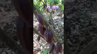 #foryou #cacau  #cacao  #viralvideo  #viralshort  #roça  #plantação  #irrigation  #ps1319