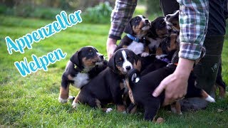 Appenzeller Sennenhund Welpen