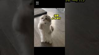 강아지와의 하이파이브를 본 고양이 행동