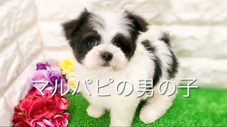 マルパピの子犬　（平野瓜破）