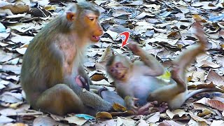 Monkey Leo tried getting mama Libby to pay attention with him like Lily \u0026 Rainbow seem jealous