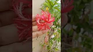 Spider Hibiscus