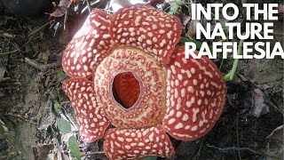 #TravelVLOG RAFFLESIA | Largest Flower in Borneo | Into The Nature