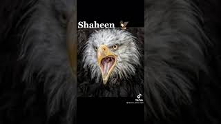 Shaheen Teri Parwaz sy Jalta ha Zmana.../ Alhaseeb Media/ Pakistan standard time media 02/02/2022