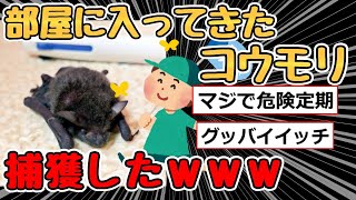 【速報】ワイ、部屋に入って来たコウモリを捕獲する…【2ch面白いスレ】