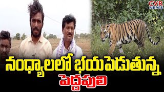 నంధ్యాలలో భయపెడుతున్న పెద్దపులి | Tiger Migration In Atmakuru Of Nandyala District | CVR News Telugu