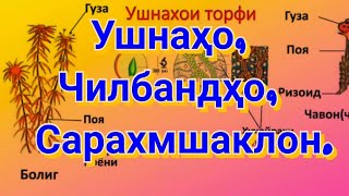 Ушнаҳо, сарахмшаклон, чилбандҳо. Ботаника 6.