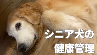 老犬ゴールデンレトリバーの健康管理で気をつけていること Things to be careful when taking care of a senior golden retriever