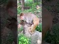 Monkeys Mating Together Shorts Video #monkeyMating #shorts