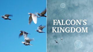 In the Falcon's Kingdom - Racing Pigeons at Extreme Altitude