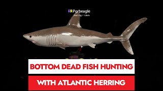 RF4 - RUSSIAN FISHING 4 - DEAD FISH BOTTOM RIG HUNTING - NORWEGIAN SEA