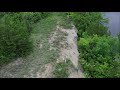 bobcat vs coyote captured by drone