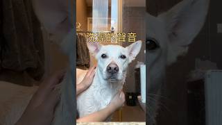 洗澡的聲音好恐怖#寵物 #狗狗 #毛小孩 #pets #shortfunny #shorts #asmr