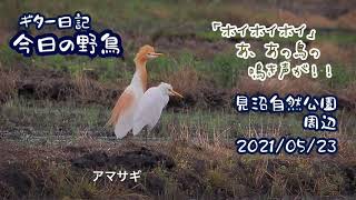 ギター日記　今日の野鳥　・　見沼自然公園周辺　2021年5月23日