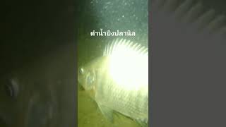 ดำน้ำยิงปลานิล🐟