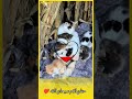 شاهدو قطة تقوم بني كلب سبحان الله ❤️ explore اكسبلور news الطبيعة nature animals cats dog